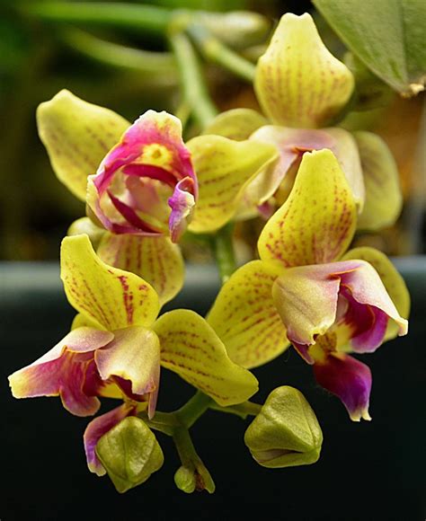 Phalaenopsis Sogo Allen