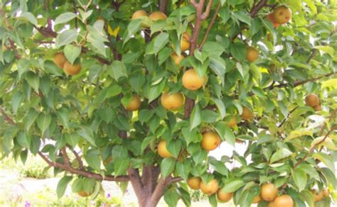 Shinseiki asian pear pyrus serotina 'shinseiki'. Nashi Pear Tree (Nijisseiki) - Our Kitchen Garden
