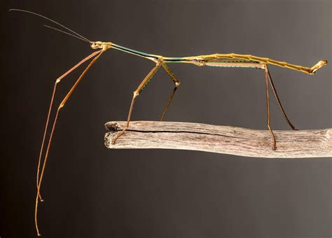 Two Foot Long Bug Discovered In China Dubbed Worlds Longest Insect