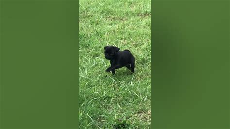 Courageous Pug Pup Tackles A Dandelion Viralhog Youtube