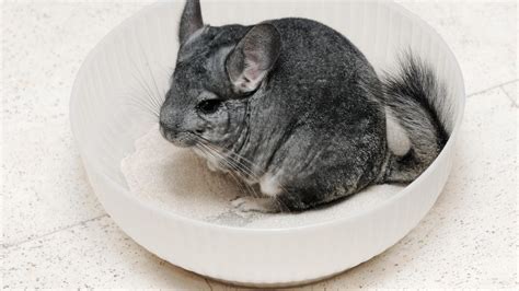 Chinchilla Is Sitting Inside White Bowl Hd Chinchilla Wallpapers Hd