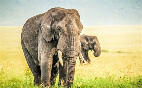 Elephant Full Hd Wallpaper And Background Image 1920x1200 Id383296