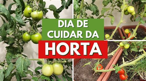 Poda Do Ponteiro Do Tomateiro Raleio Da Cenoura E AdubaÇÃo Da Horta