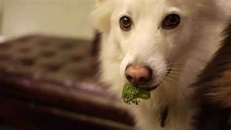 Not only can dogs eat broccoli, they're a smart snack when shared in small portions. Do dogs eat broccoli? - YouTube