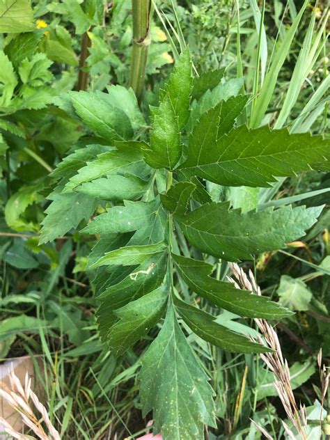 Wild Parsnip Pastinaca Sativa Plant And Pest Diagnostics