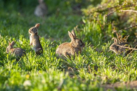 European Rabbit Or Common Rabbit Oryctolagus Cuniculus Drinking In A