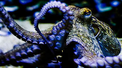 Hd Wallpaper Awesome Octopus Close Up Animal Wildlife Animals In