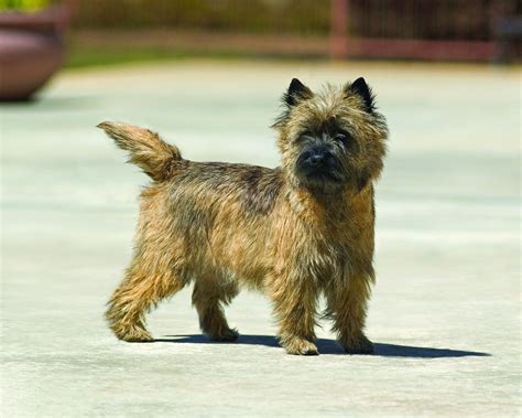 Cairn Terrier Dog Breed History And Some Interesting Facts