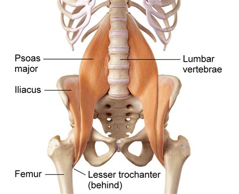 Psoas Major Muscle Stretch