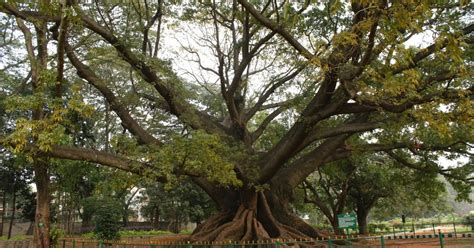 Journeys Across Karnataka Gigantic Silk Cotton Trees Of Lalbagh