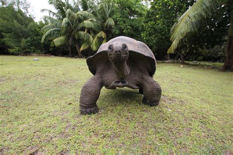 Jeden tag werden tausende neue, hochwertige bilder hinzugefügt. Botanischer Garten von Mauritius - Wunderschön und einmalig!