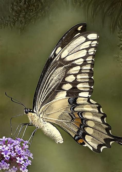 We did not find results for: Giant Swallowtail Greeting Card for Sale by Victoria ...