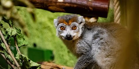 Crowned Lemur Zoo Dresden