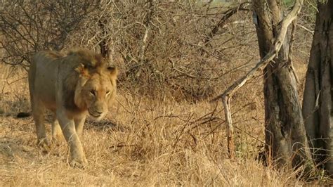 Lion In Kruger National Park September 2018 Youtube