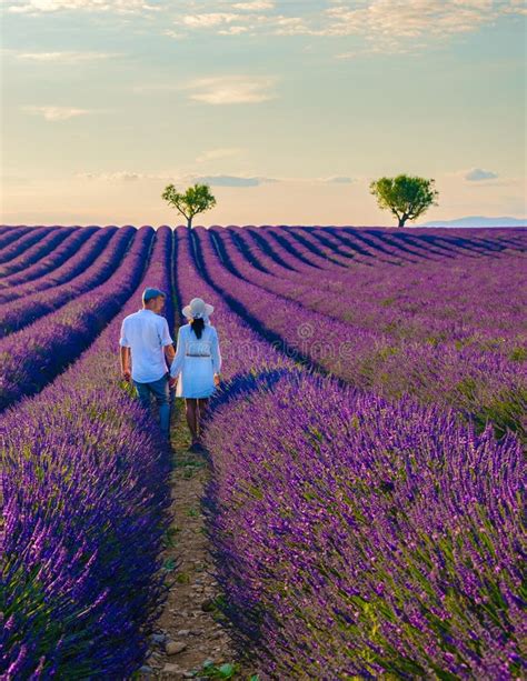 Provence Lavender Field France Valensole Field Of Lavender Southern