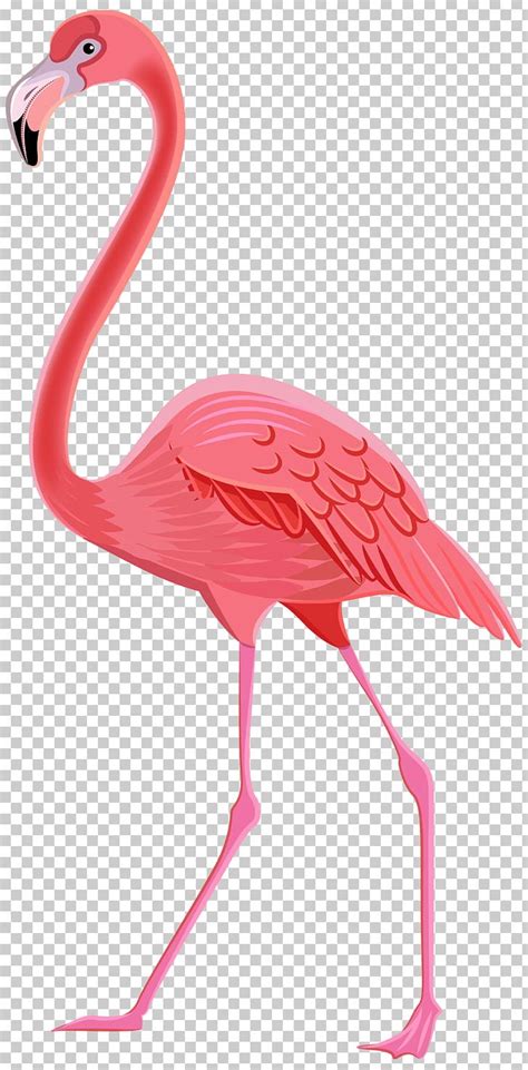 Flamingos Bird Png Clipart Animation Beak Bird Birds