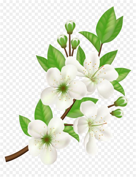 White Flowers Vector Png