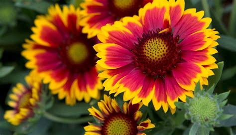 19 Surprising Facts About Gaillardia