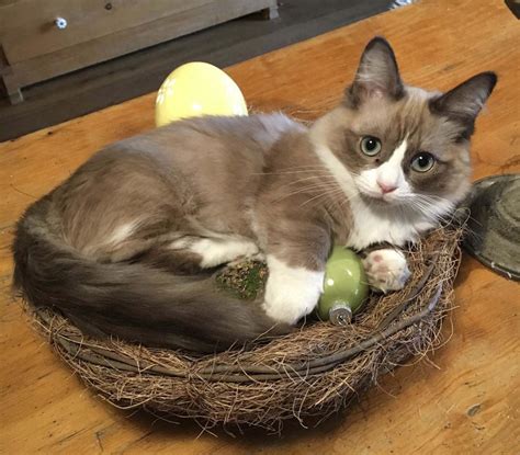 Munchkins have a moderate to high activity level. Munchkin Breeders Australia | Munchkin Info & kittens