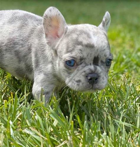 French Bulldog Blue Merle Everything You Wanted To Know 2022