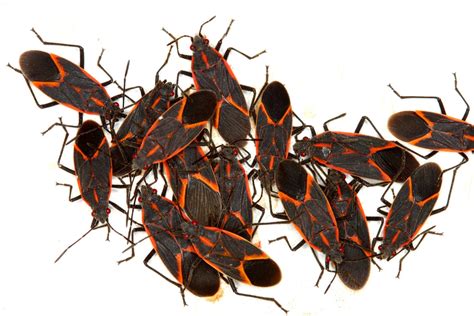 What You Need To Know About Boxelder Bugs Mosquitonix