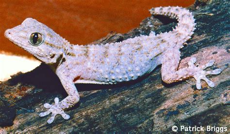 Moorish Gecko Tarentola Mauritanica