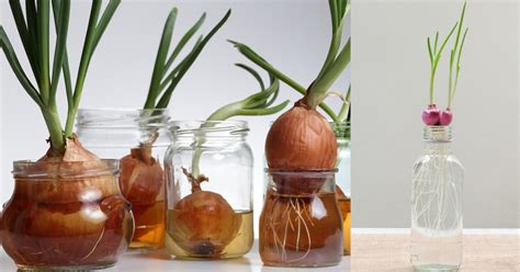 Síntesis de 30 artículos como cultivar cebolla actualizado