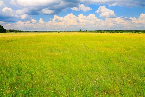 Green Meadow With Cloudy Sky Above Stock Photo Image Of Plant Spring