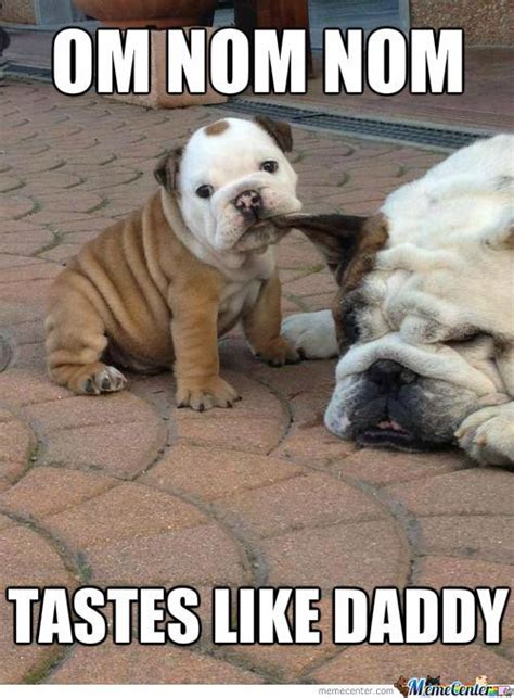 14 Best English Bulldog Memes Of All Time 3 In 2022 Funny Animals