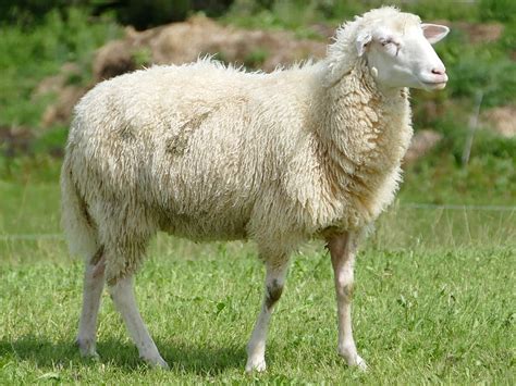 Sheep Wool Sheepskin Domestic Animals Livestock Animal Animal