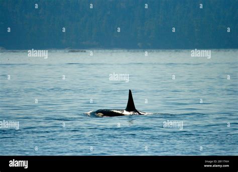 Orcas Orcinus Orca In Johnstone Strait Vancouver Island British