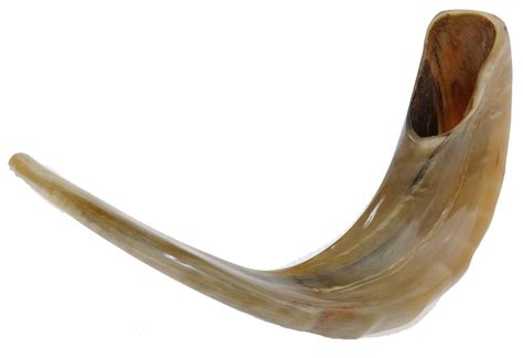 Ram Horn Polished Shofar In Light Brown By Barsheshet Ribak