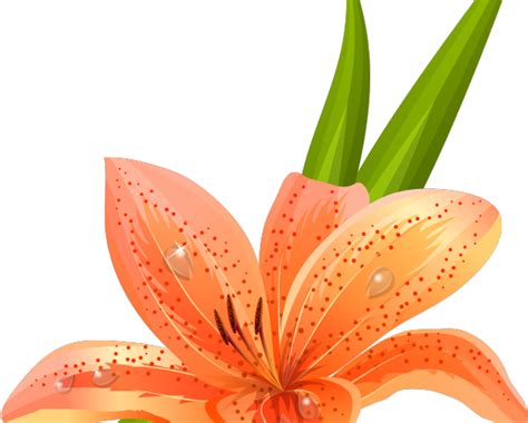 Lilium Png Images Hd Png Play