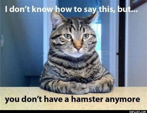 You Dont Have A Hamster Anymore Silly Animals Funny Cats Funny