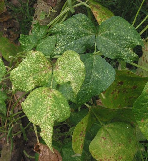 They migrate rapidly from plant to plant. How to Get Rid of Spider Mites | Dengarden
