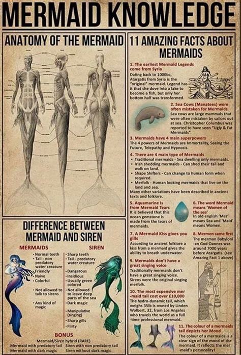 Pin By Starymomof On Mermaids Do Exists In Mermaid Poster Fun Facts Mermaid