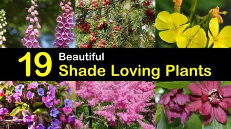 19 Beautiful Shade Loving Plants