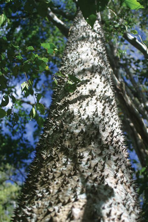 Why are there spikes on the trunk of my tree? There's A Tree Covered In Spikes Whose Fruit Explodes ...