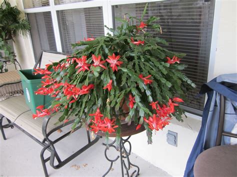 A Christmas Cactus Your Ultimate Guide To Growing And Caring For This