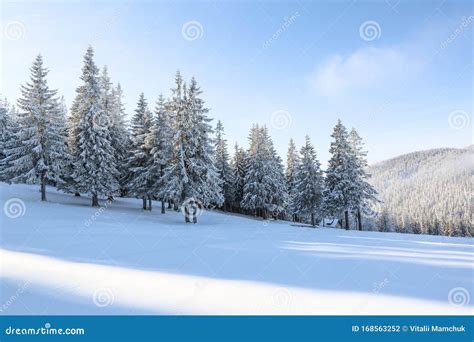 Winter Scenery In Cold Sunny Day Lawn Covered With White Snow