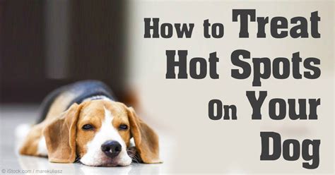 Dog Hotspot Home Remedy Listerine Homemade Ftempo
