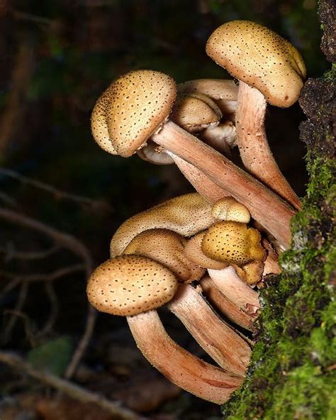 Armillaria Limonea Stuffed Mushrooms Edible Mushrooms Fungi