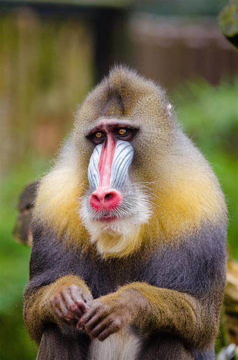 Baboon Wallpapers - Top Free Baboon Backgrounds ...