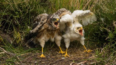 Rspb Loses Hen Harrier Judicial Review The Game Fair