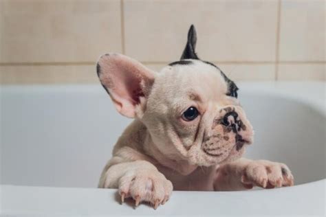 How To Groom A French Bulldog Grooming Routine And Tips