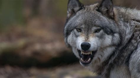 Animal Wolf With Angry Face 4k 5k Hd Animals Wallpapers Hd Wallpapers