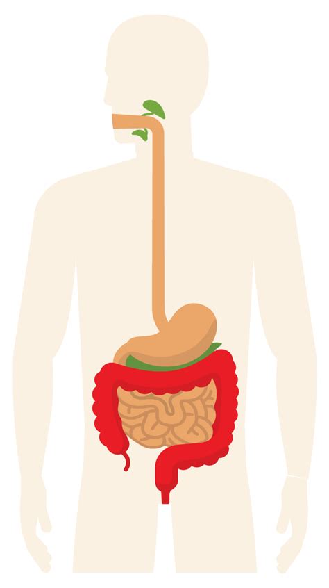 Digestive Optimization Boulder Nutritional Therapy