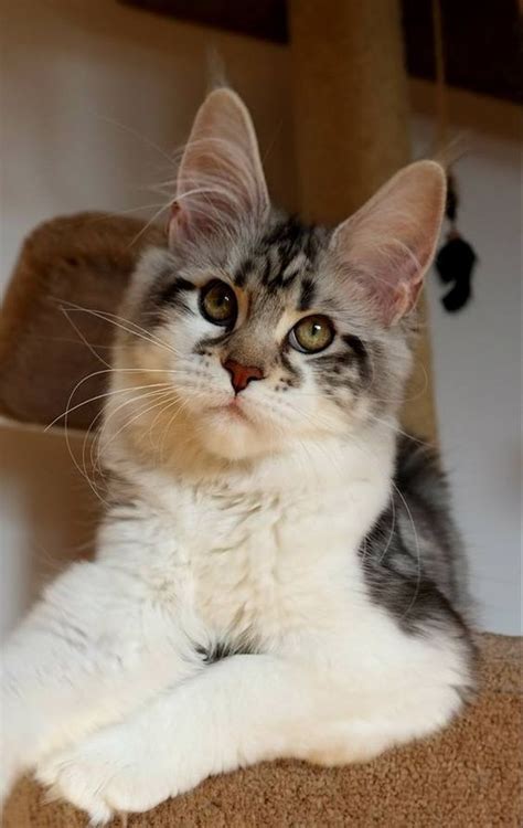 They adapt well as an only child or with other cats, kids and dogs.they are very often called the dog of the cat world. Pin on Maine-coon cats for sale