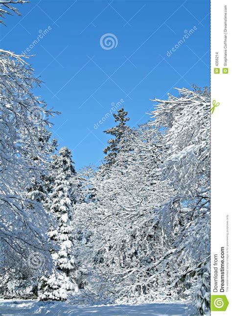 Snowy Scene Stock Photo Image Of Winter Seasonal Snow 4356214