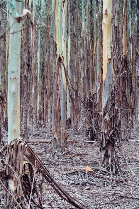 Zapraszamy na gumtree polska, lokalnej strony ogłoszeniowej, aktualnych ofert: Image of Blue Gum Forrest - Austockphoto